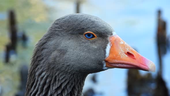 Goose Head With Blue Eyes And Orange Beak In Its Natural Environment