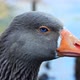 Goose Head With Blue Eyes And Orange Beak In Its Natural Environment - VideoHive Item for Sale