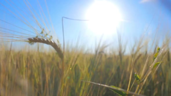 Flight Through The Wheat Field