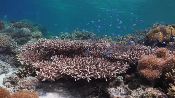 Wide angel shot of coral reef with big table coral and reef fishes in center and blue water in the b alt