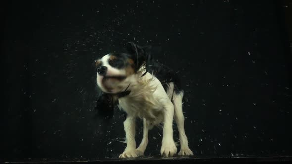Dog Shaking Off Water alt