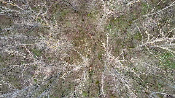Deer watching from above alt