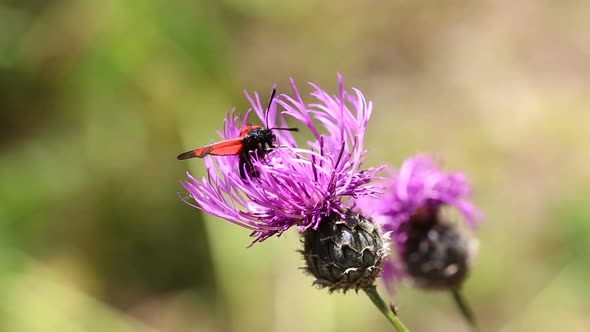 Red Beetle Insect Is Crawling on Purple Cornflower and Flying Away in Sky.