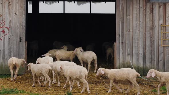 A Flock of Sheep Lambs Enters the Stable Hiding From the Rain