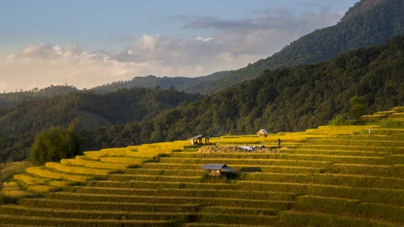 Time lapse of the farmers are harvesting at rice terrace field in Chiang mai, Thailand.