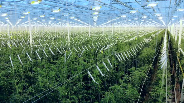 Large Greenhouse with Cultivated Tomato Plants alt
