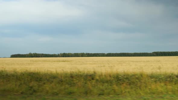 Moving along a yellow agricultural fields at cloudy weather in Altai, Russia
