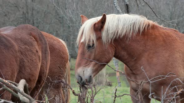 Pedigree horse with blond horsehair and brown fur looking around next to two more horses. alt