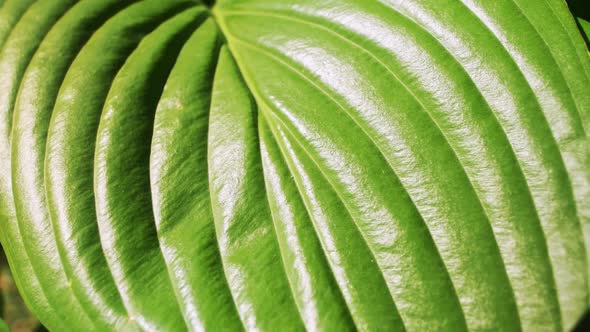 Green Leaf with Lines Macro alt