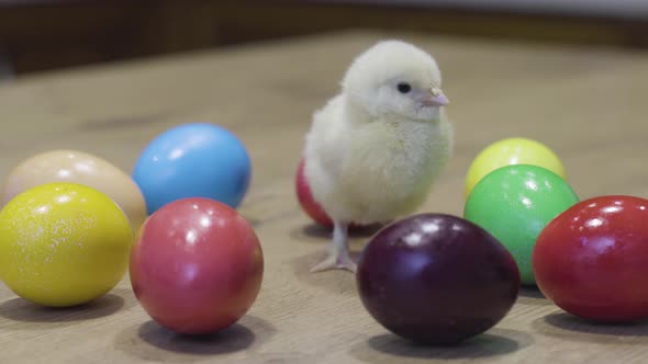 Fluffy Chick Clucking, Easter Eggs on Wooden Table. Newborn Chicken. Little Bird alt