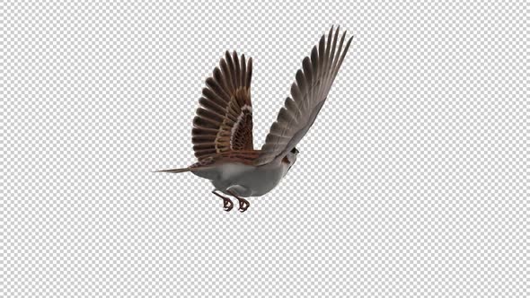 Sparrow Bird - Flying Loop - Back Side Angle CU - Alpha Channel