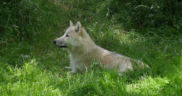 Arctic Wolf, canis lupus tundrarum, Mother Laying on Grass, Real Time 4K alt