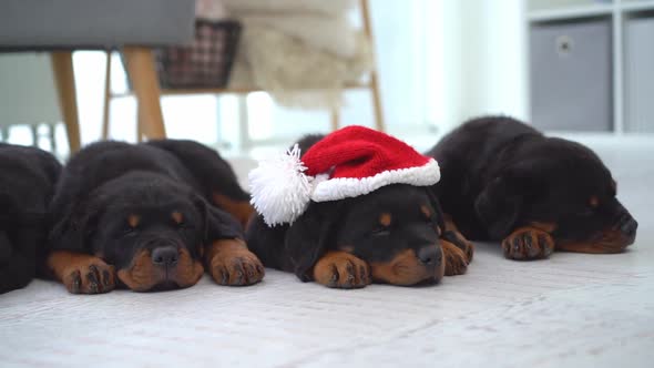 Family of Rottweiler Puppies at Home alt