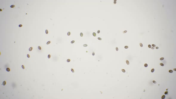 Pond Life Under The Microscope alt