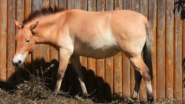 Przewalski's horse. Farm background. Livestock raising.