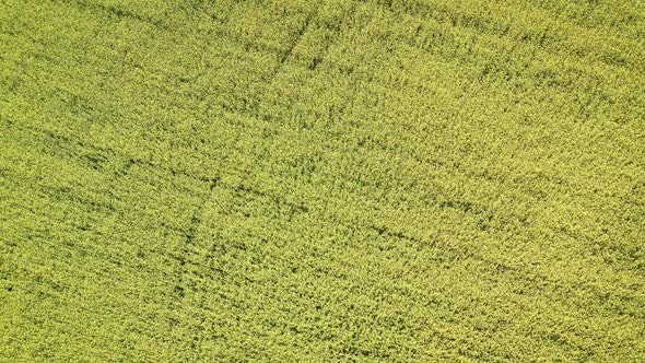 Yellow mustard field. Blue sky above a mustard field in rural Idaho, USA