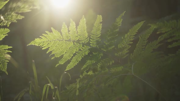 Fern Leaves in the Evening Sun
