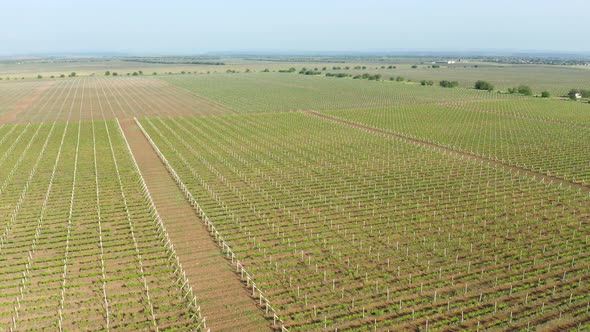 Green Vineyard Meadow