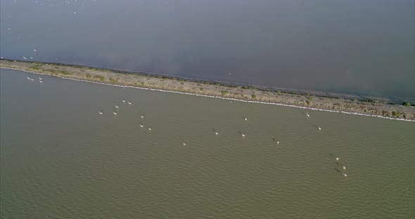 Aerial of Flamingos on the Artificial Salt Lakes of Vlore Albania alt