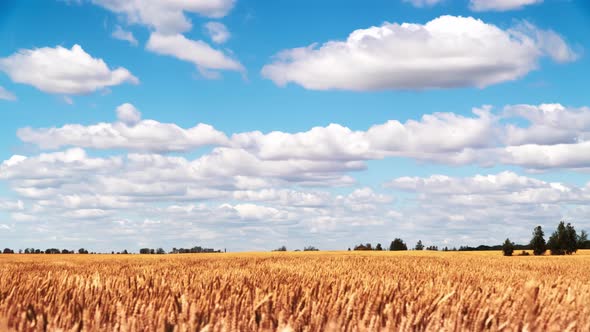 Wheat Field and Blue Sky Timelapse