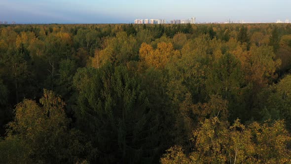 Forest High Residential Buildings in the Background