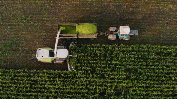 Aerial View Shot of Harvester Loading Off Corn on Trailers. Aerial Shot of Modern Harvester Loading alt
