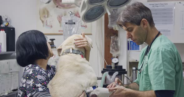 Veterinary surgery - Veterinarian checking a white dog in a pet clinic alt