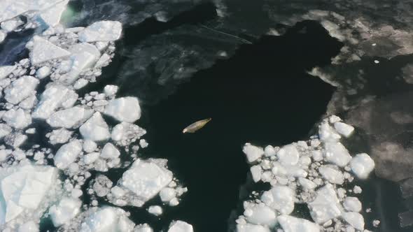 The Far Eastern Seal Swims on the Surface of the Sea Among the Ice Floes alt