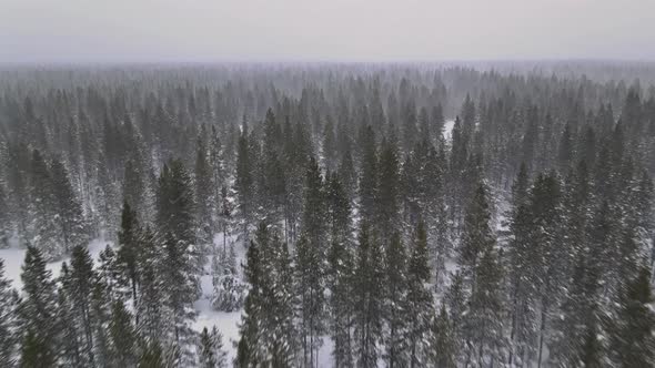 Snowy Winter Forest Scene Snow Covered Fir Trees In Heavy Snowfall By Photovs