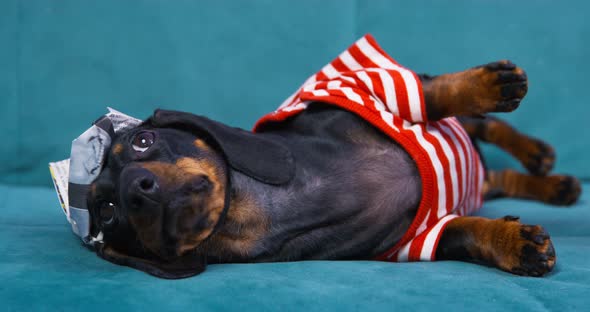 Funny Dachshund Puppy in a Striped Tshirt and Handmade Paper Hat Lies on Its Side on the Sofa Looks
