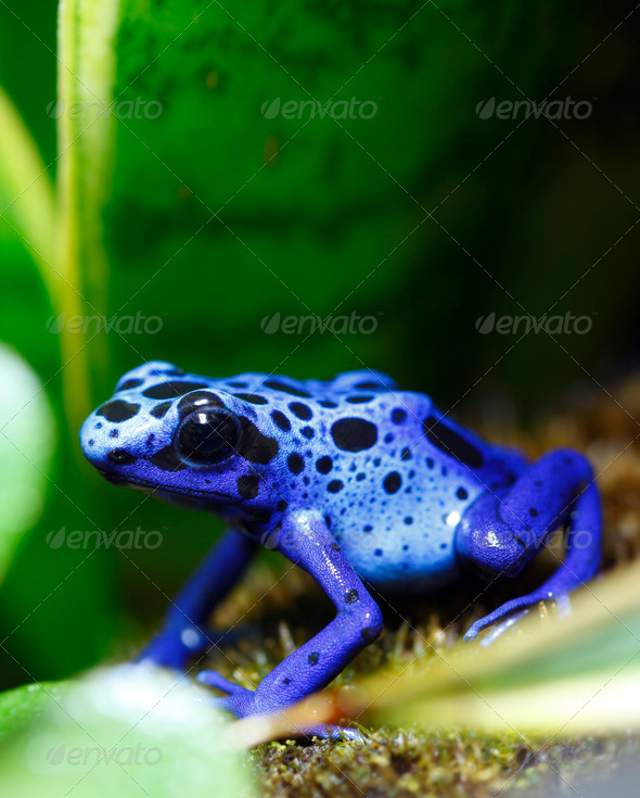 Blue Poison Dart Frog - Stock Photo - Images