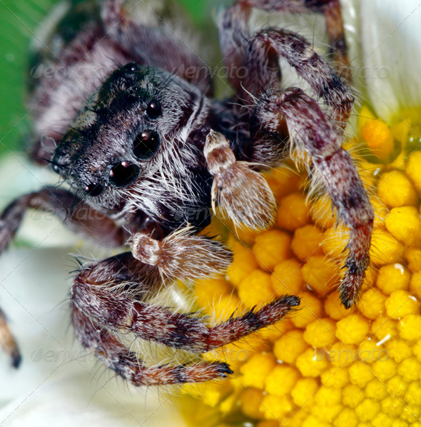 Jumping Spider - Stock Photo - Images