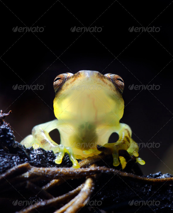 Glass Frog - Stock Photo - Images