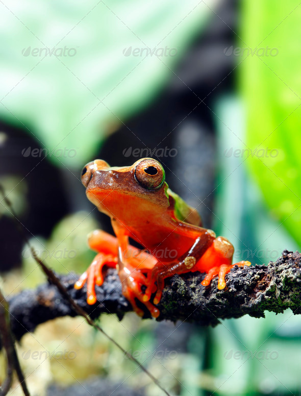 Clown Tree Frog - Stock Photo - Images
