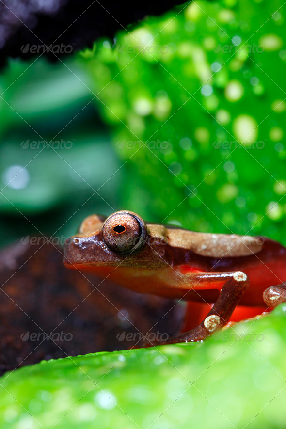 Clown Tree Frog - Stock Photo - Images