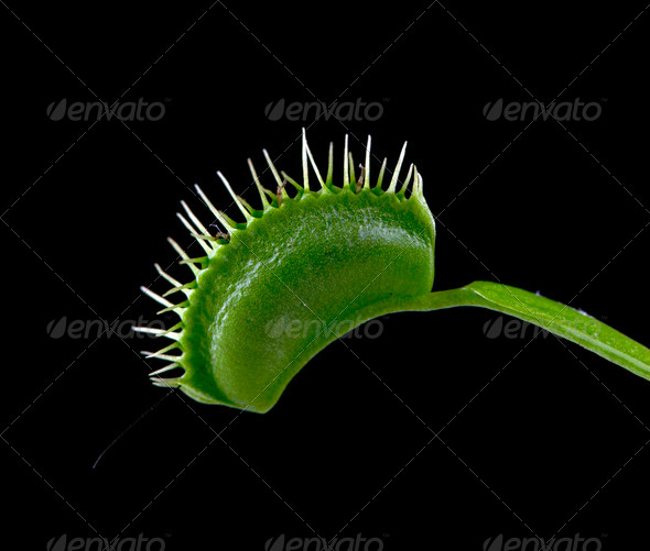 Venus Flytrap - Stock Photo - Images