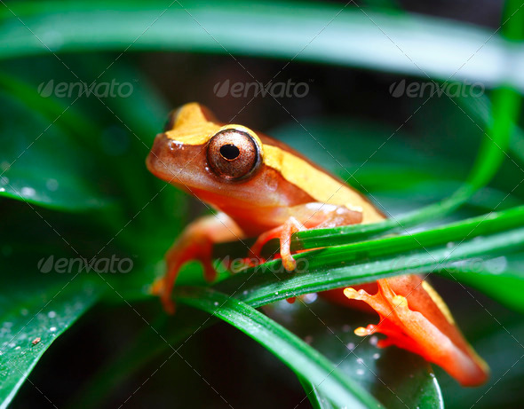 Clown Tree Frog - Stock Photo - Images
