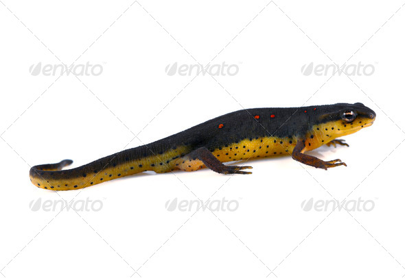 Eastern Newt - Stock Photo - Images