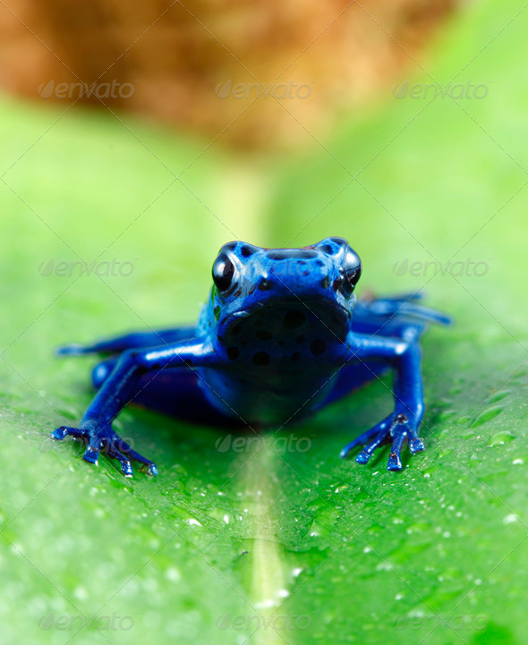 Blue Poison Dart Frog - Stock Photo - Images