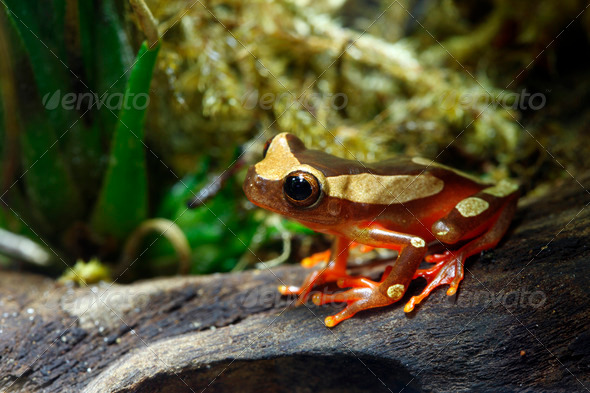 Clown Tree Frog - Stock Photo - Images