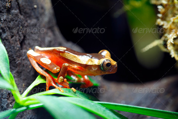 Clown Tree Frog - Stock Photo - Images