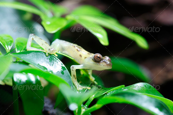 Glass Frog - Stock Photo - Images