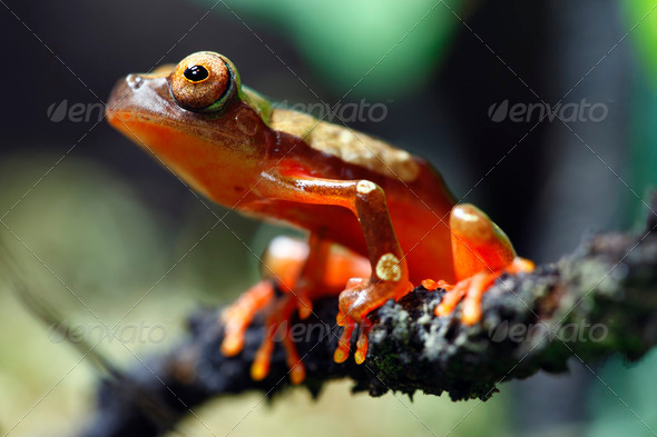 Clown Tree Frog - Stock Photo - Images