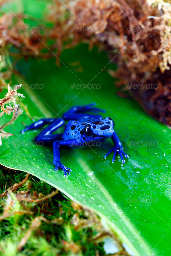 Blue Poison Dart Frog - Stock Photo - Images