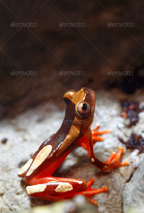 Clown Tree Frog - Stock Photo - Images