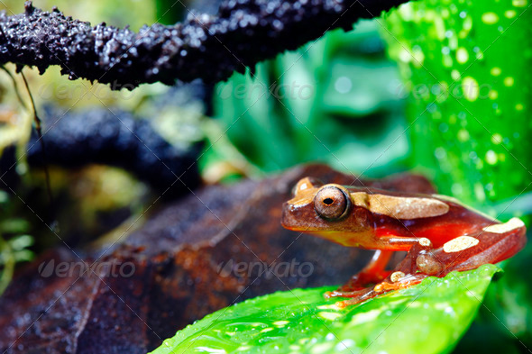 Clown Tree Frog - Stock Photo - Images