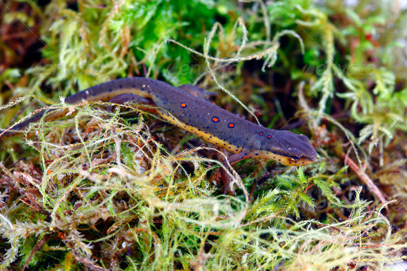 Eastern Newt - Stock Photo - Images