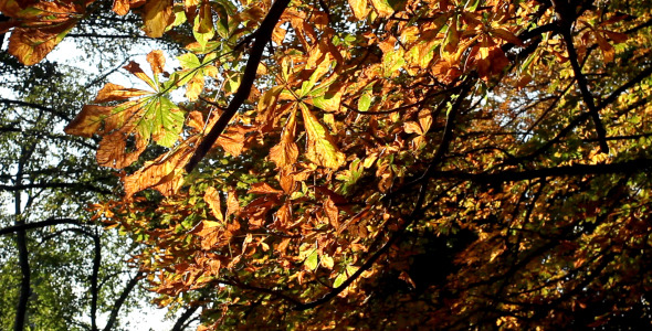 Tree Leaves in Autumn