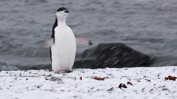 Chinstrap penguin in snow