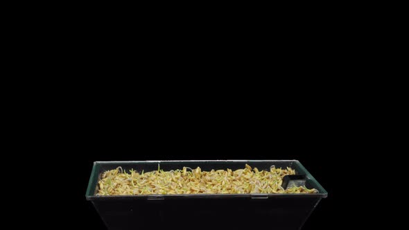 Time-lapse of germinating microgreens oat seeds with ALPHA channel alt